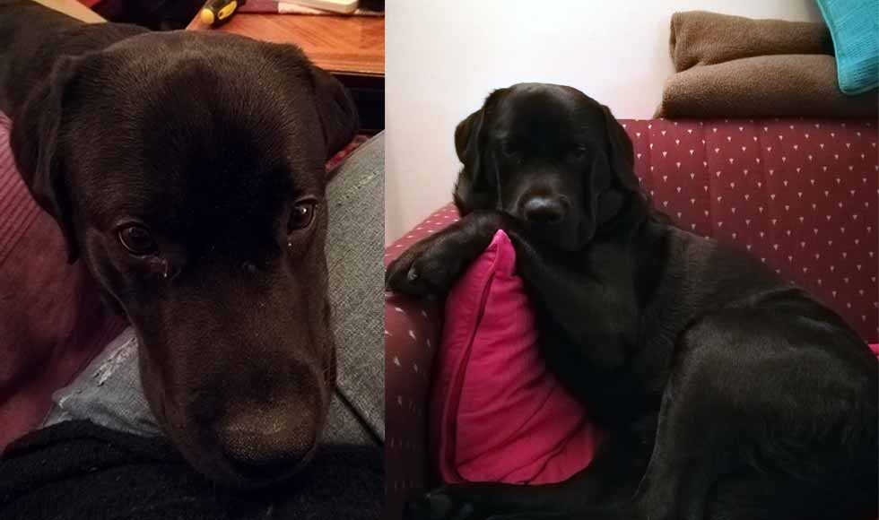 Pet friendly u Beogradu - ili - Nije žvaka za seljaka kucni_ljubimac.jpg